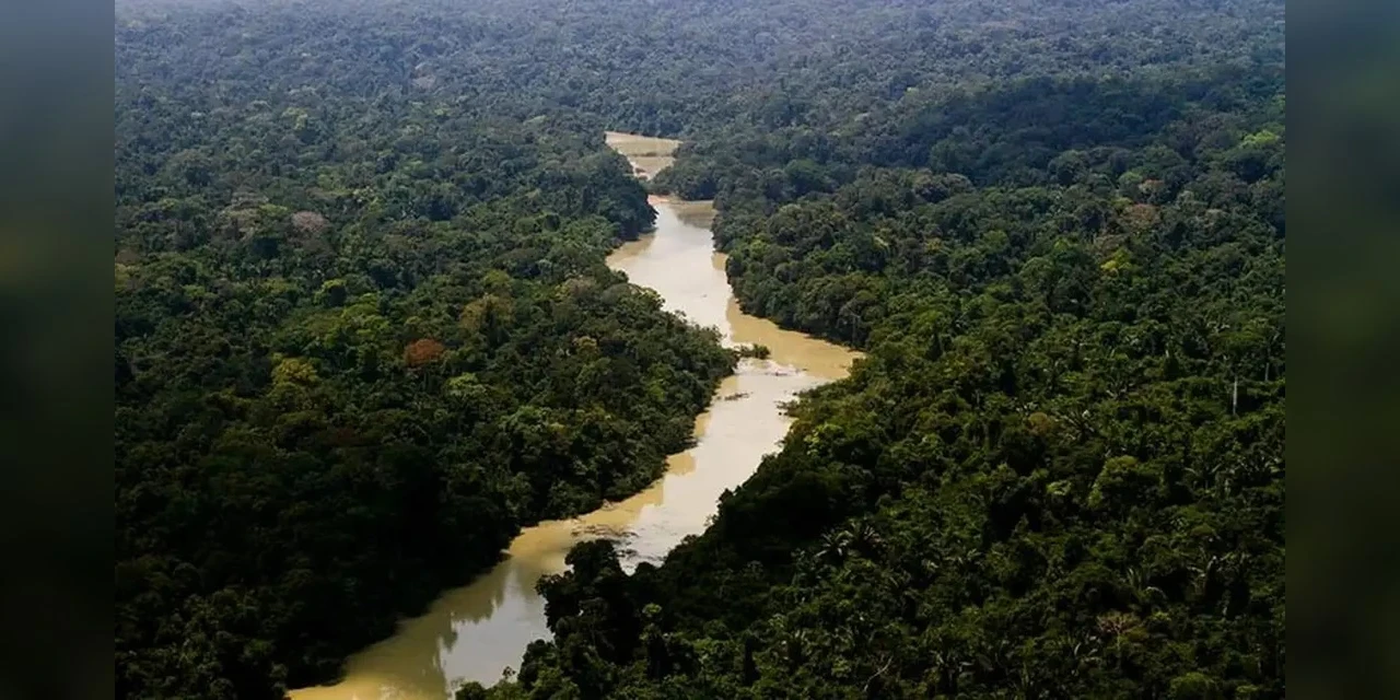 Governo federal cria plano de ação para desenvolvimento florestal