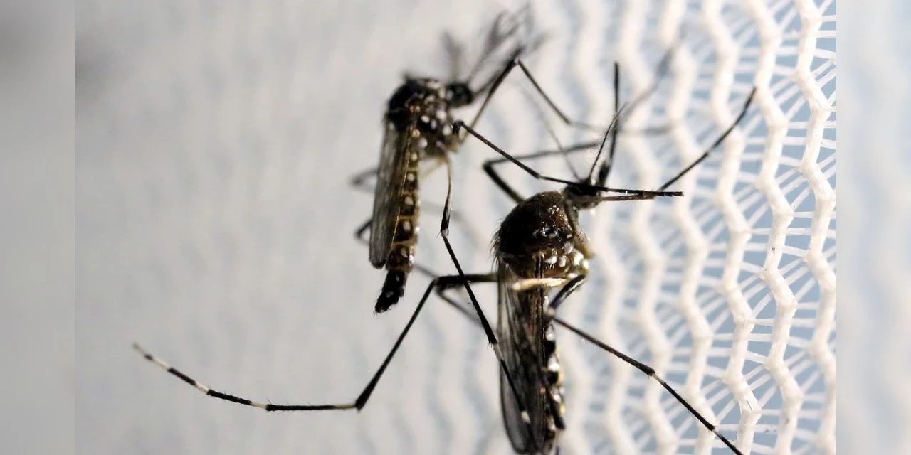 Domingo é o Dia Nacional de Combate ao Aedes Aegypti