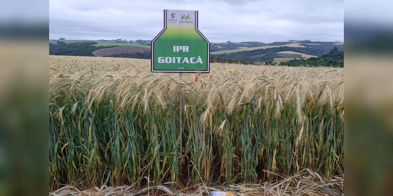 IDR-Paraná prepara lançamento de nova cultivar de triticale, com grande potencial produtivo