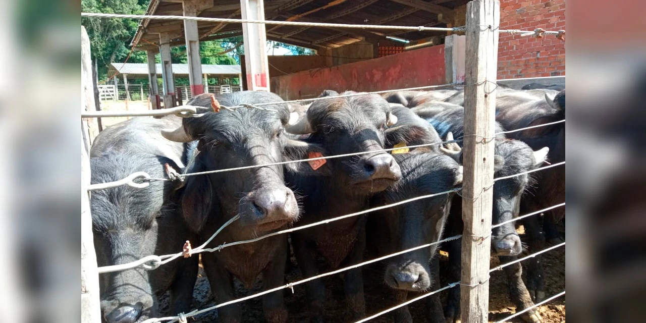 Produção de búfalos contribuiu com R$ 39,7 milhões para o VBP do Paraná em 2022