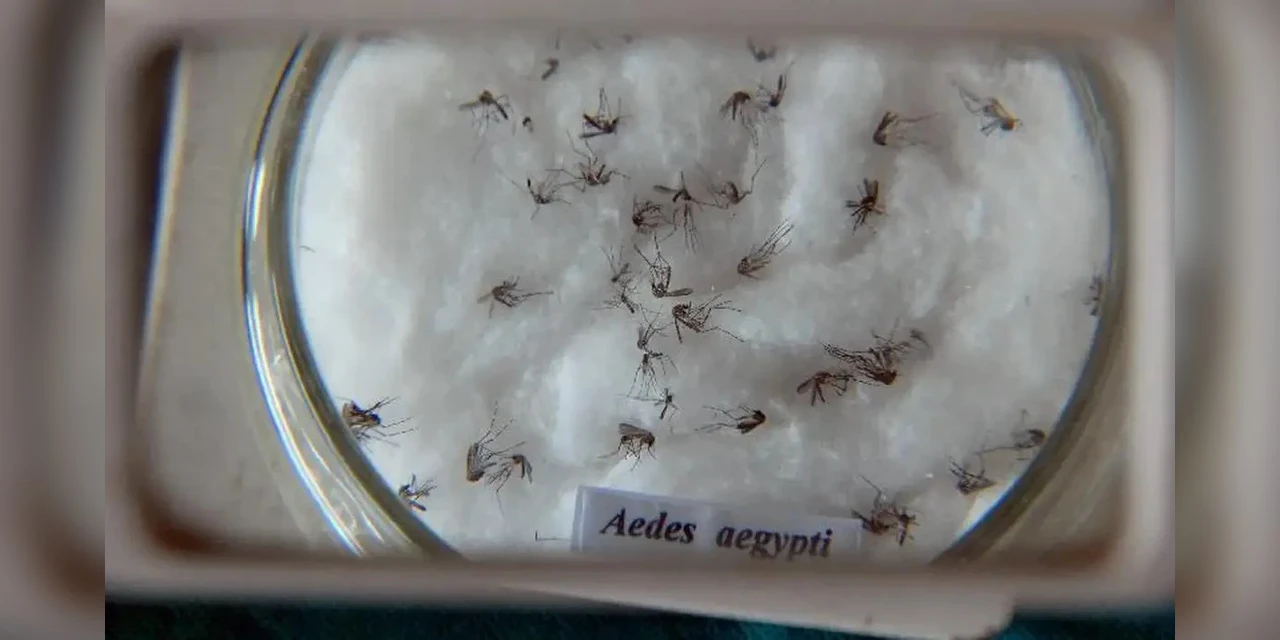 Brasil bate recorde de mortes por dengue em 2023