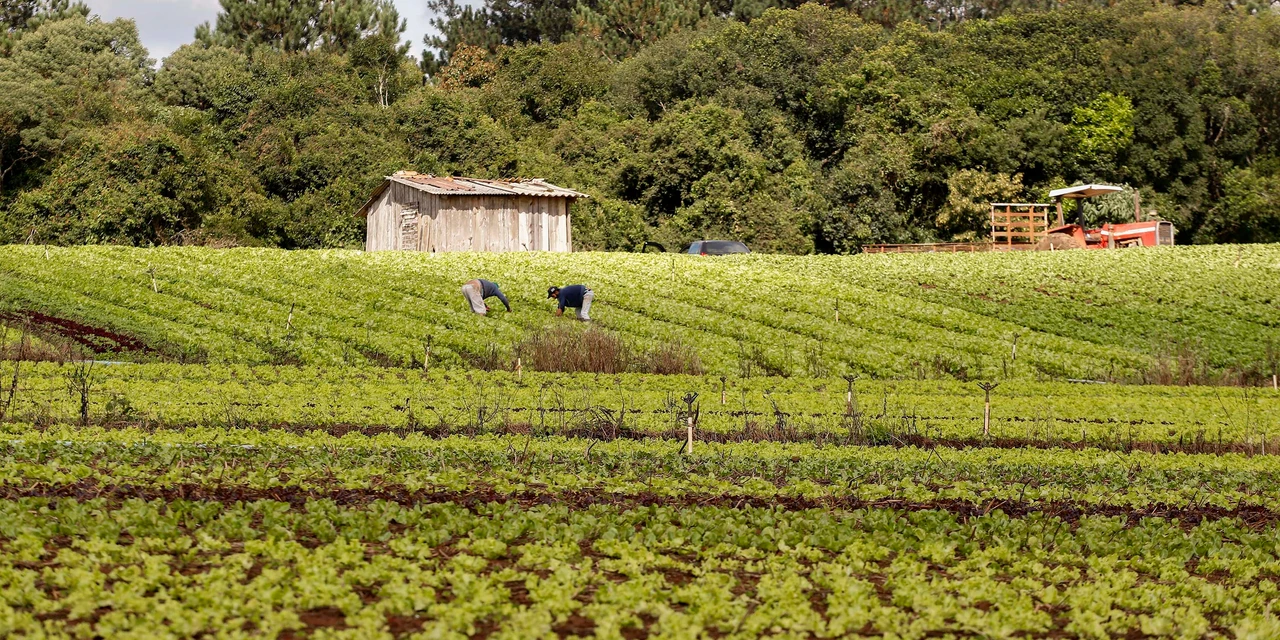 Com 3,9 mil agricultores certificados, Paraná lidera produção orgânica do Brasil