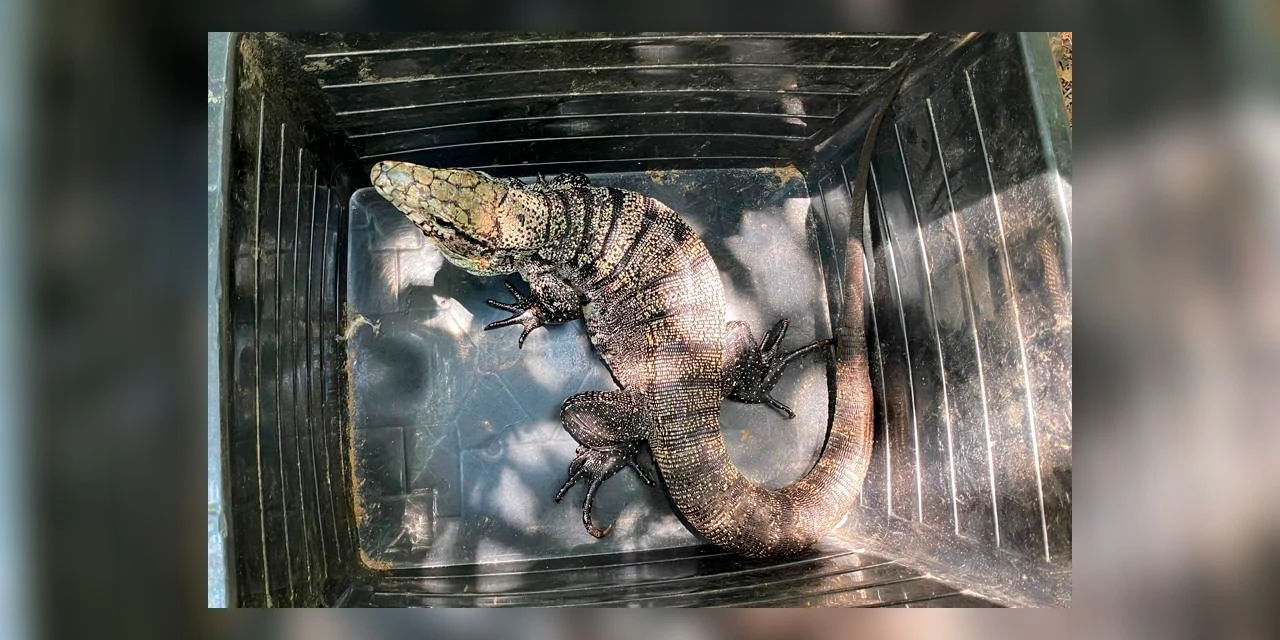 Animal silvestre em casa? Veja o que fazer se receber uma visita inesperada neste verão