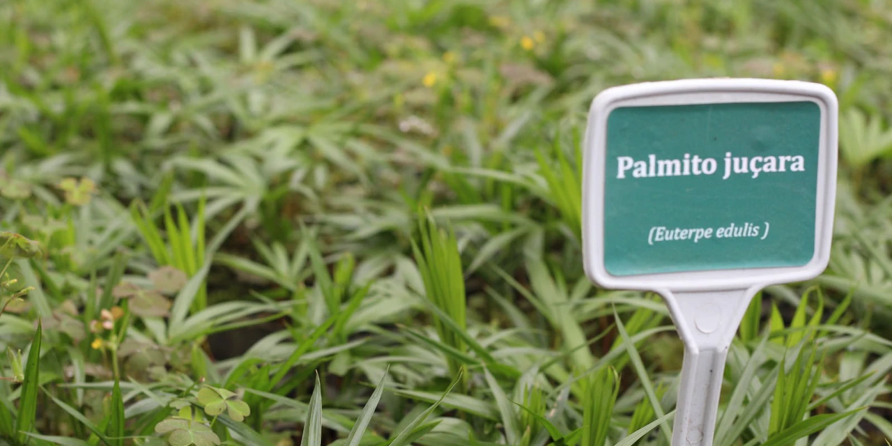 Aplicativo para solicitar mudas de plantas produzidas pelo IAT chega à App Store
