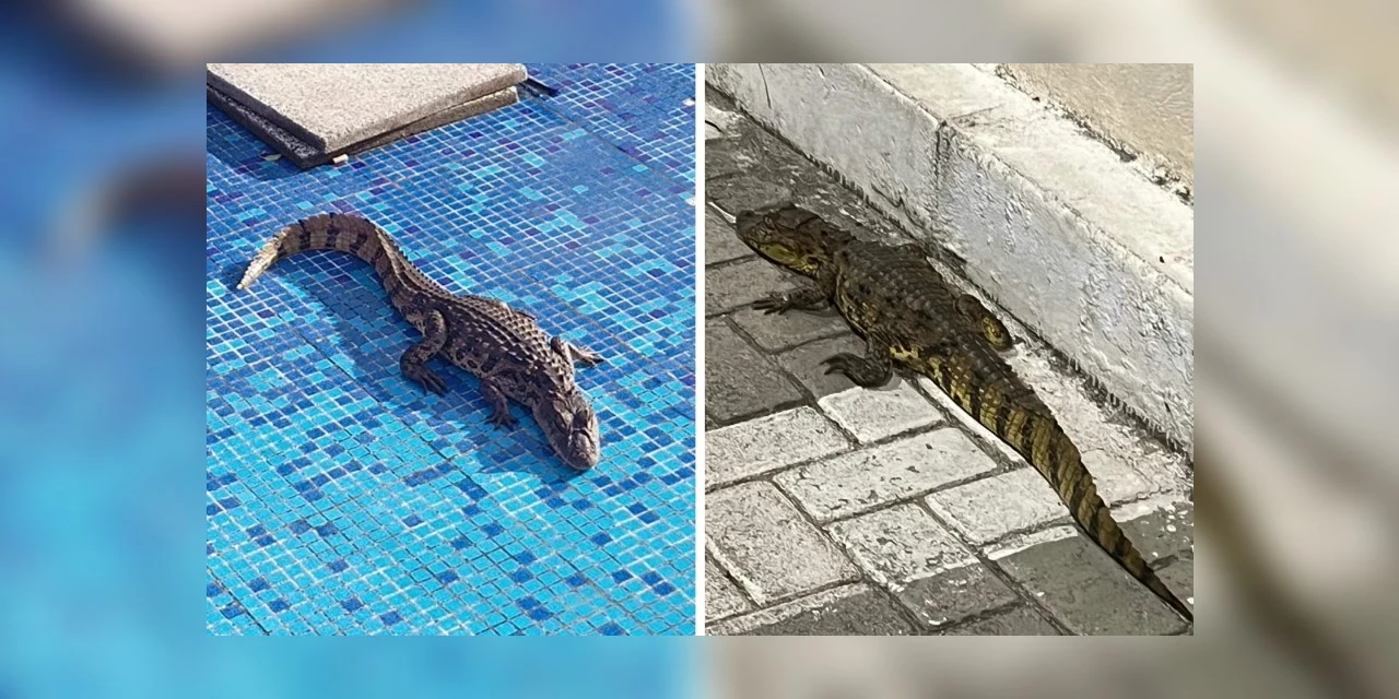 Que susto! Jacaré aparece dentro de hospital no ES