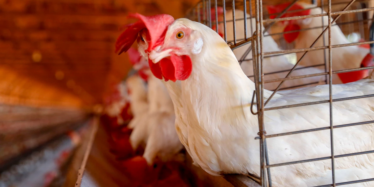 Secretários da Agricultura pedem ao Ministério rigor nas regras contra influenza aviária