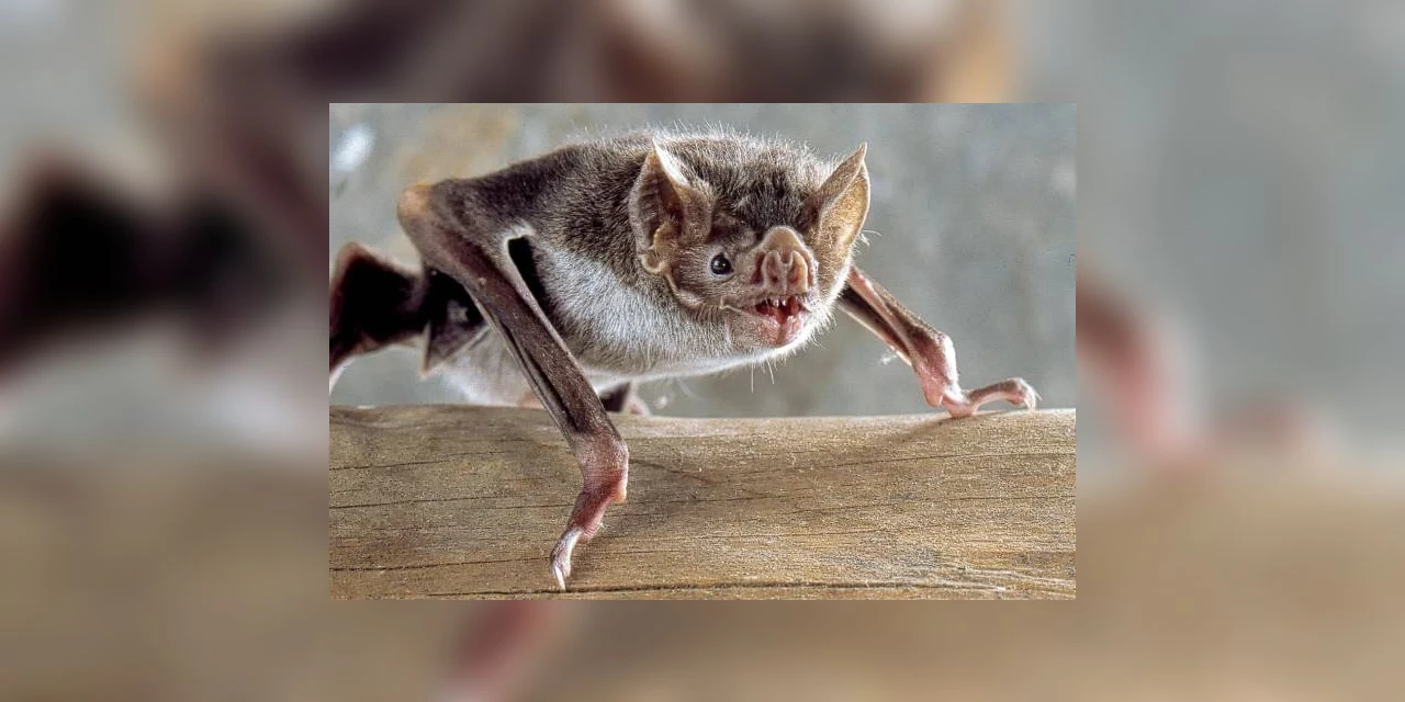 Central de Zoonoses de PG orienta população sobre manejo de morcegos