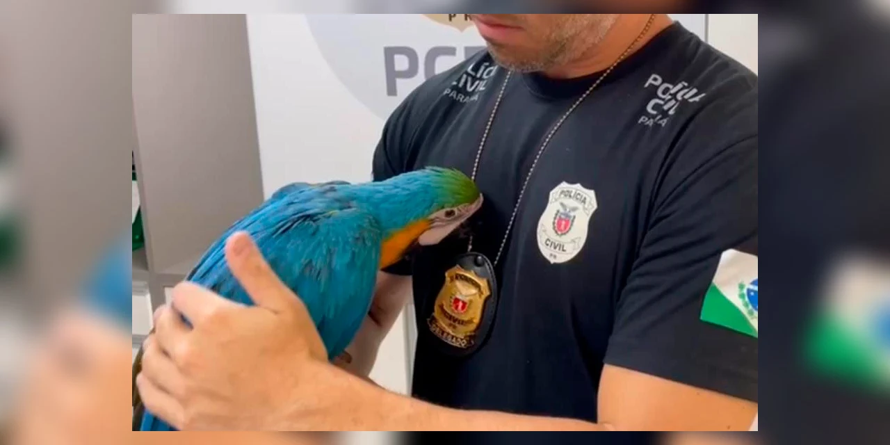 PCPR prende homem acusado por tráfico de animais silvestres e resgata arara