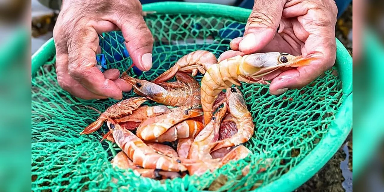 Período de defeso de cinco espécies de camarão começa neste domingo (28)