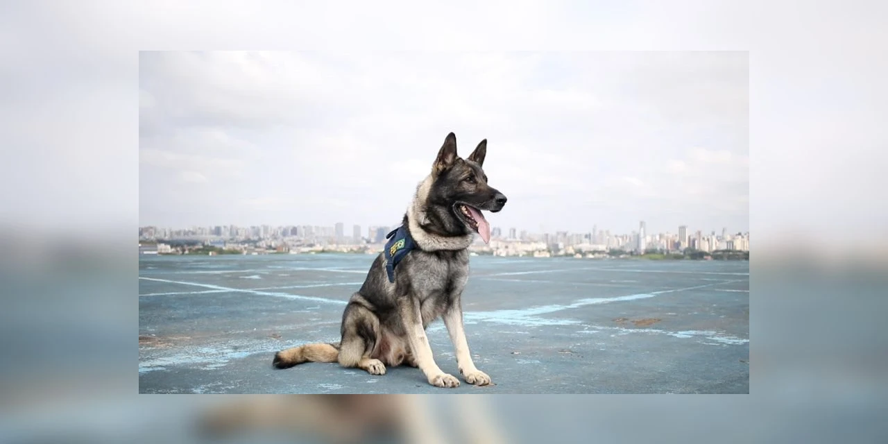 Adoção de cão policial aposentado da PRF tem 250 inscritos