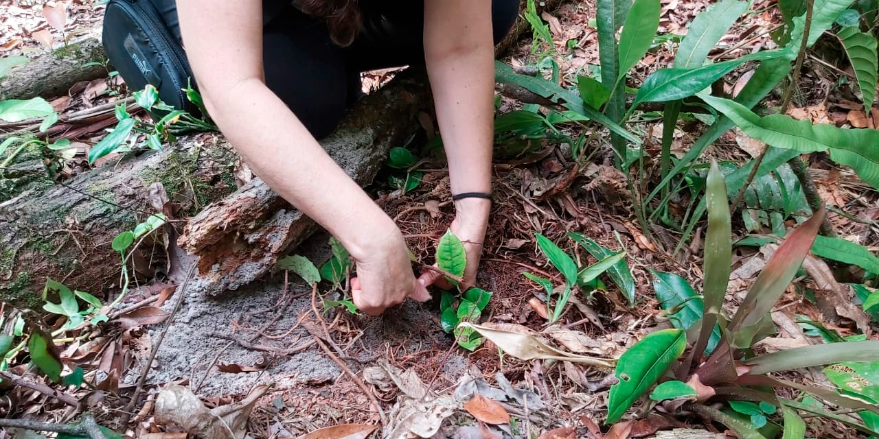 Com 180 mudas, IAT inaugura primeiro arboreto em Unidade de Conservação no Litoral
