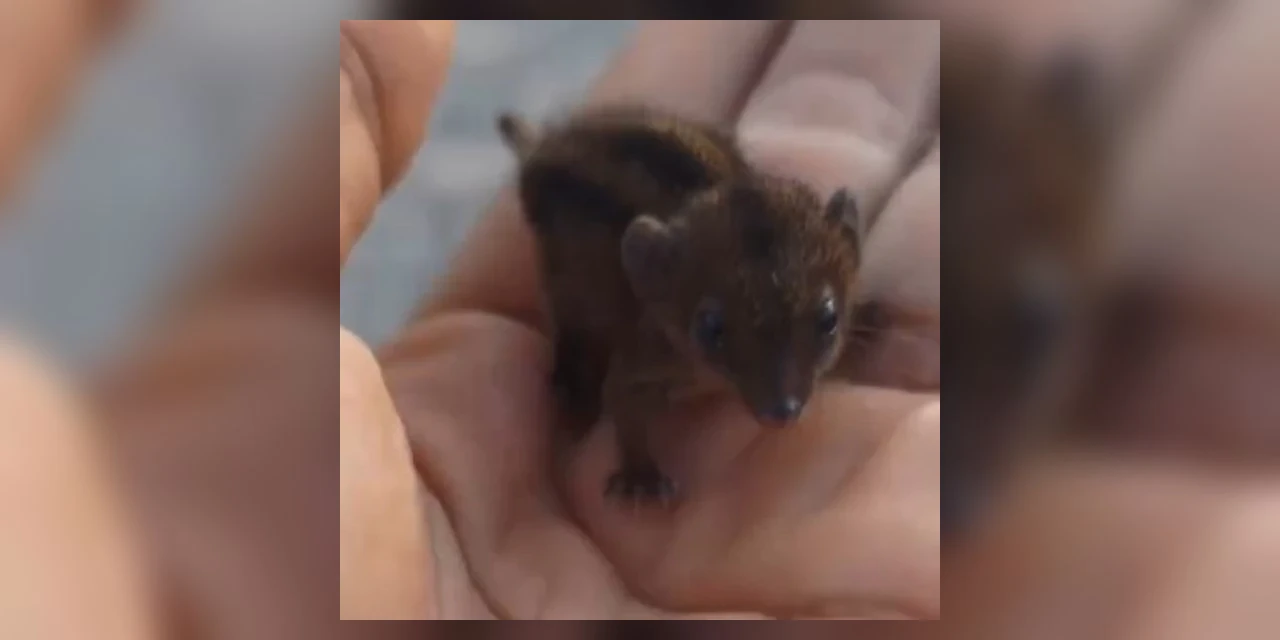 Vídeo: Animal raro é encontrado dentro de residência no litoral de SC