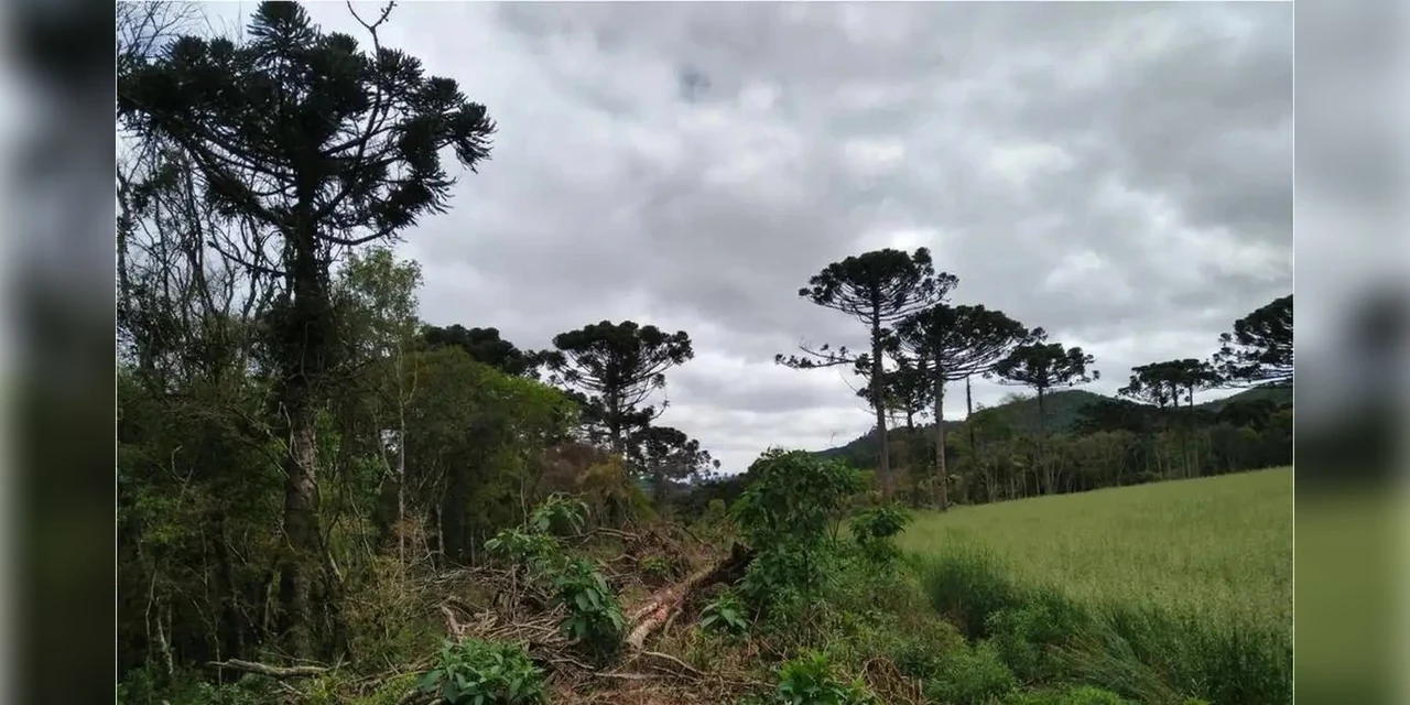 Estudo mostra que árvores exclusivas da Mata Atlântica estão ameaçadas
