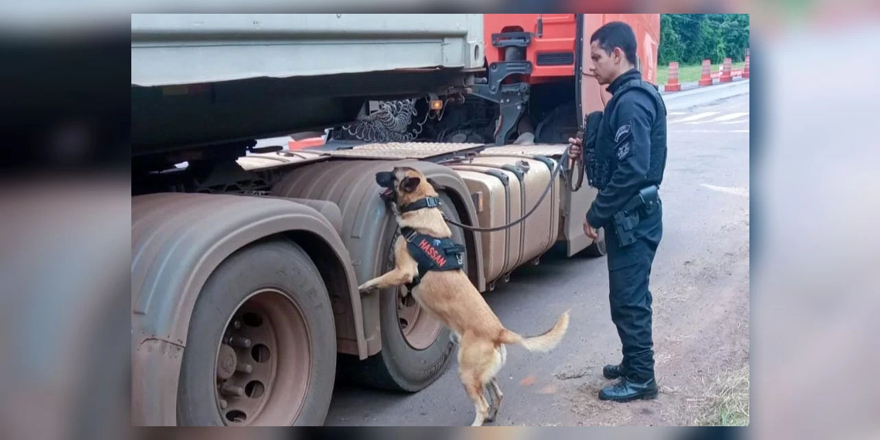 Cães reforçam operações da Polícia Penal do Paraná