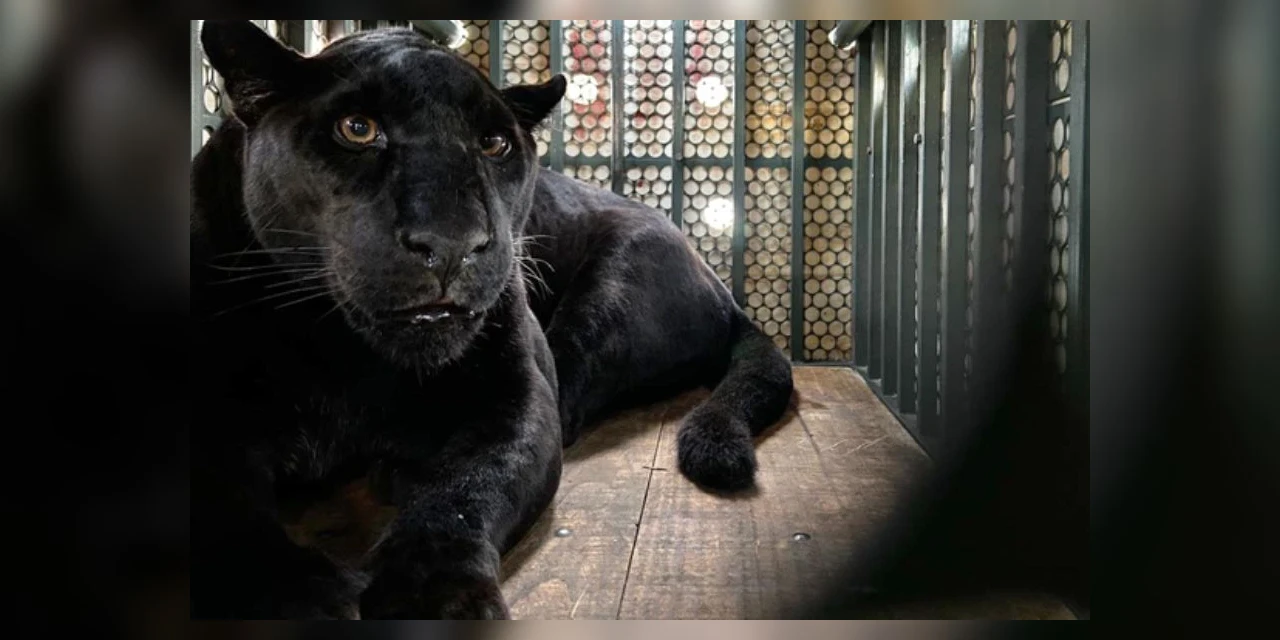 Zoológico de Curitiba abriga um dos últimos exemplares de onça de pelagem negra da Mata Atlântica