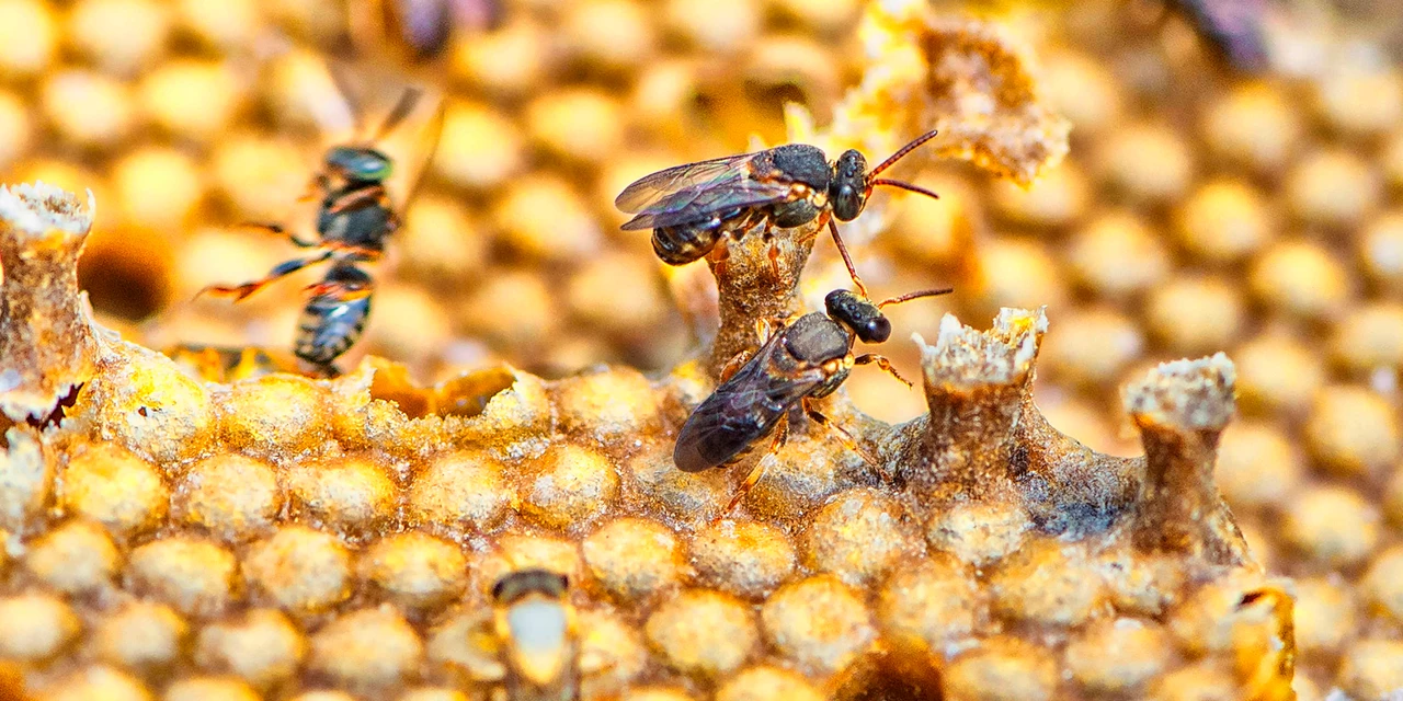 IDR-Paraná promove encontro para discutir a produção de mel