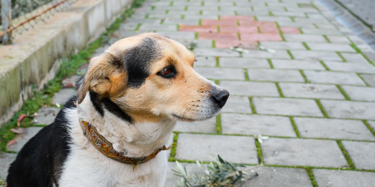Legislativo aprova lei que propõe multa para tutores de cães soltos em vias públicas de PG