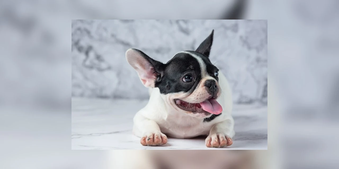 Fofas, porém caras! 5 raças de cães que mais demandam gastos com saúde