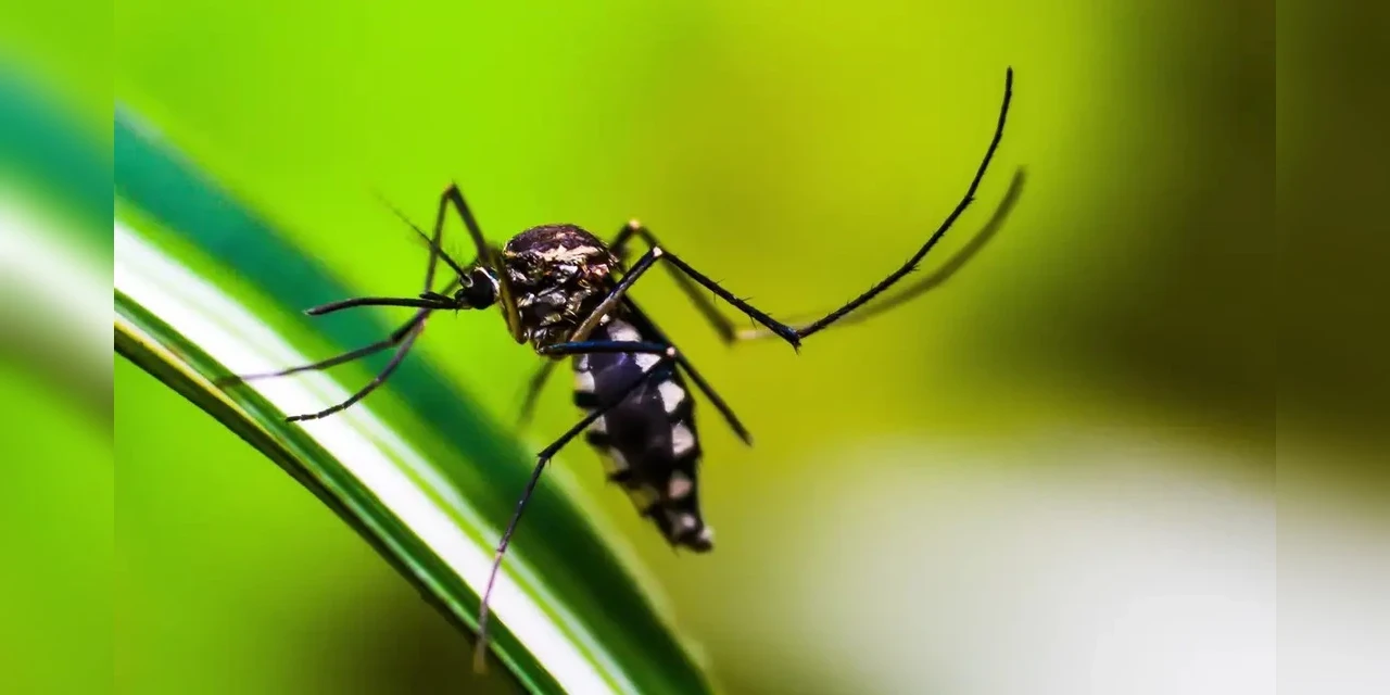 Brasil atinge 1,6 mil mortes confirmadas por dengue
