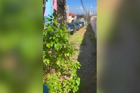 Blog do Barbiero: No centro da cidade, é mato na calçada ou calçada no mato? Você decide!