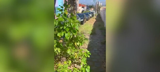 Blog do Barbiero: No centro da cidade, é mato na calçada ou calçada no mato? Você decide!