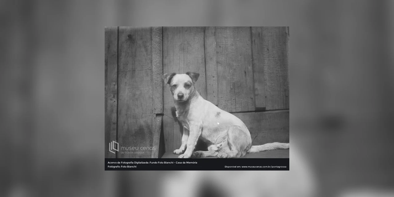 Fotos antigas de cães e gatos em PG são tema de exposição virtual