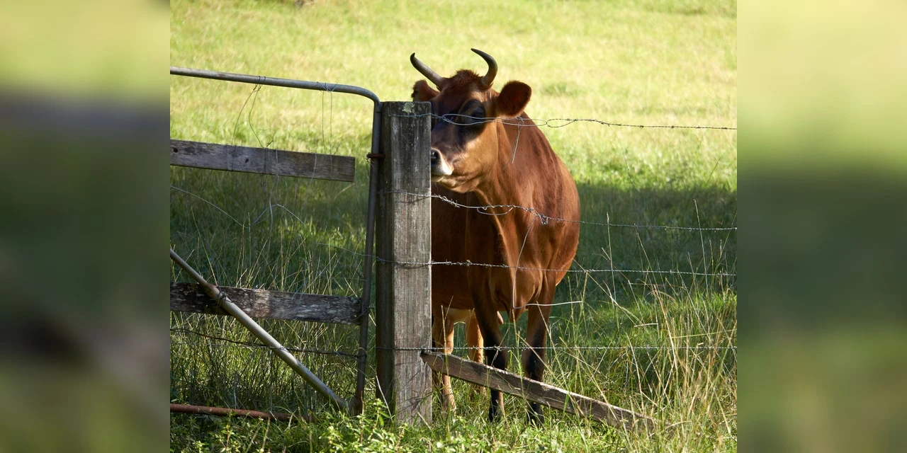 Agropecuarista de Umuarama é condenado a indenizar capataz ferido em briga de touros