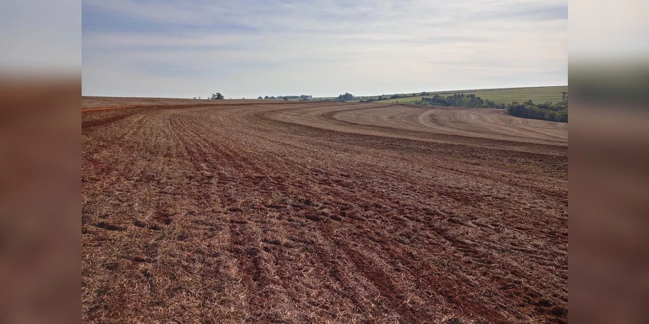 No Paraná, vazio sanitário da soja terá escalonamento conforme as regiões do Estado
