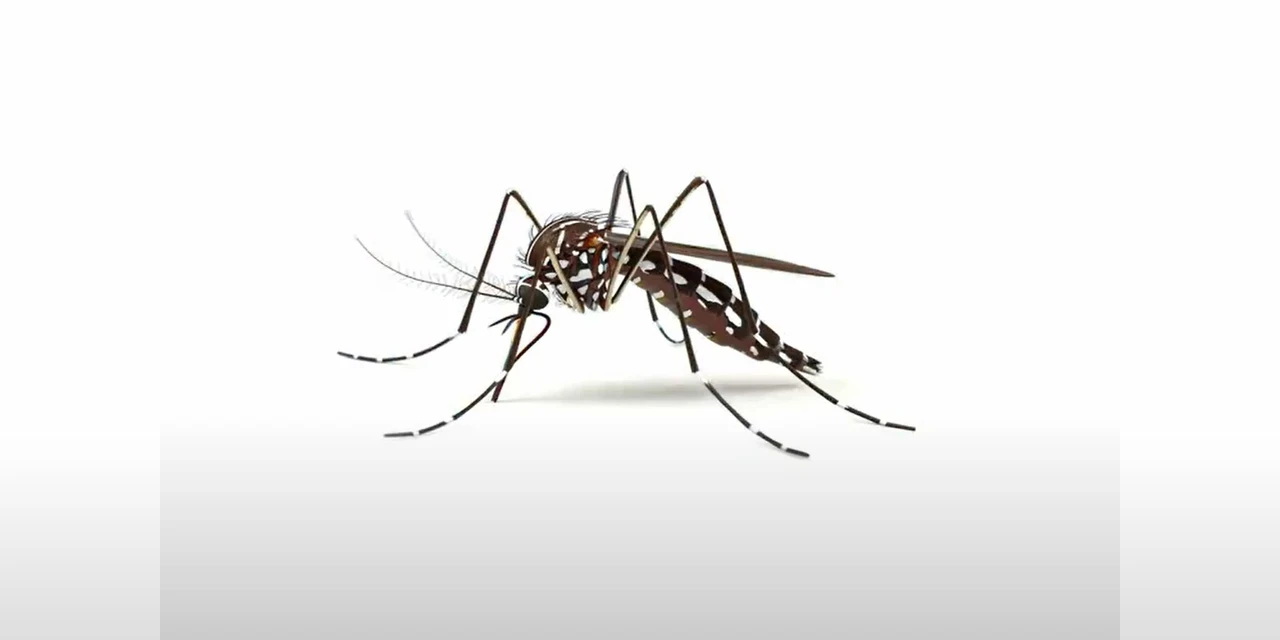 Fundação Municipal de Saúde confirma 10º óbito por dengue em PG
