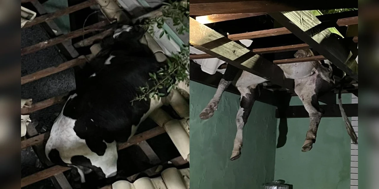 Vaca fica presa em telhado de forma misteriosa e é resgatada em SC