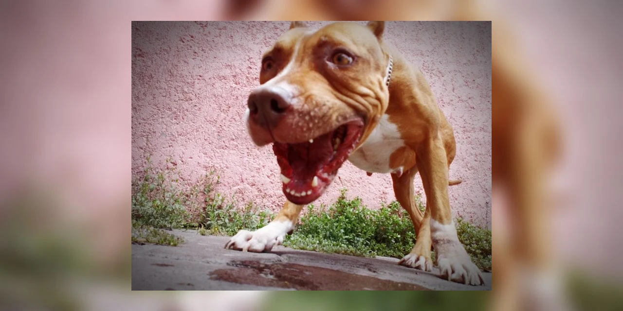 Ataques de cães soltos: Saiba o que diz a lei em PG