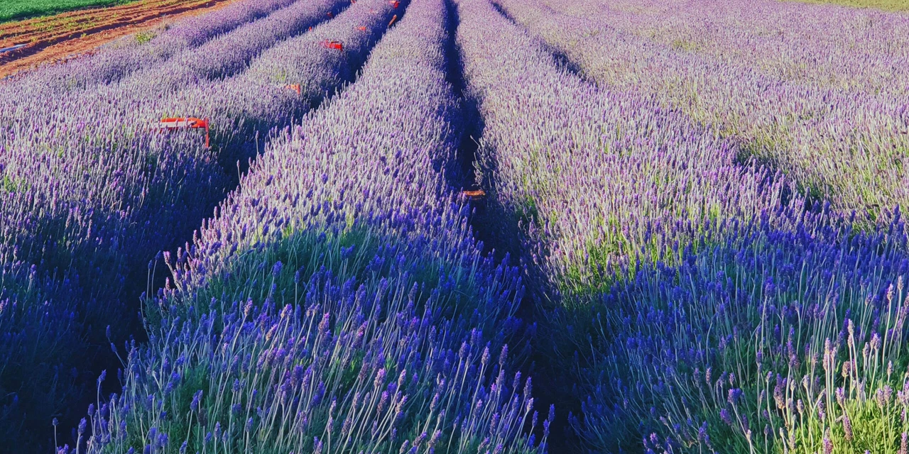 Rota das Lavandas completa 2 anos e atrai mais de 150 mil visitantes