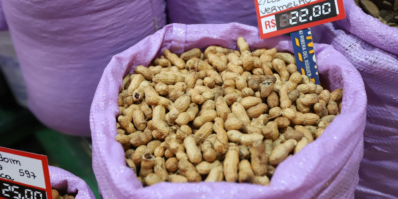 Típico das festas juninas, amendoim tem maior área plantada no Paraná em 12 anos