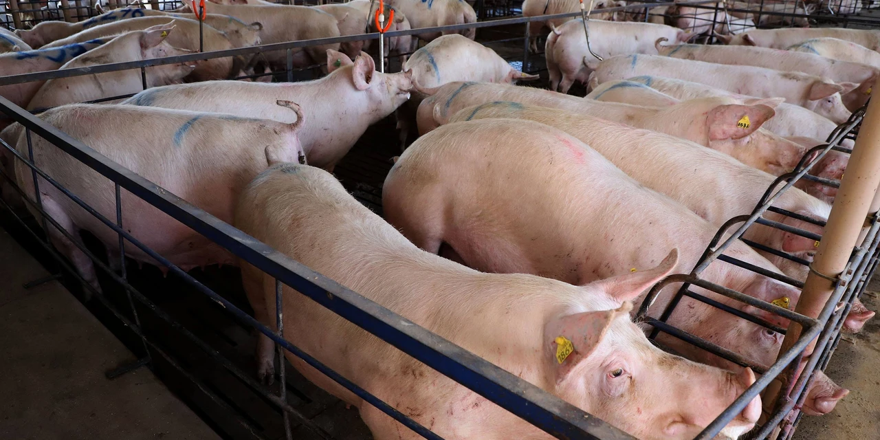 IAT apresenta ao setor produtivo adequações na regulamentação da suinocultura no Paraná