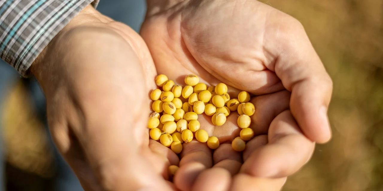 Sicredi atualiza projeções para a safra de soja e milho em Sondagem