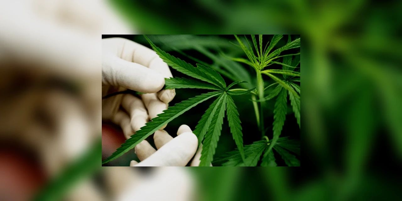 Entenda a decisão do STF sobre descriminalização do porte de maconha