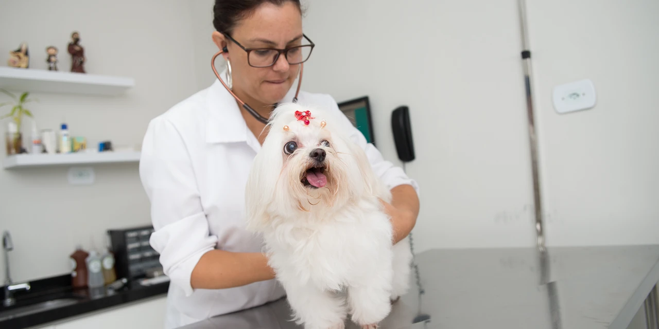 5 dicas para evitar doenças gastrointestinais em pets