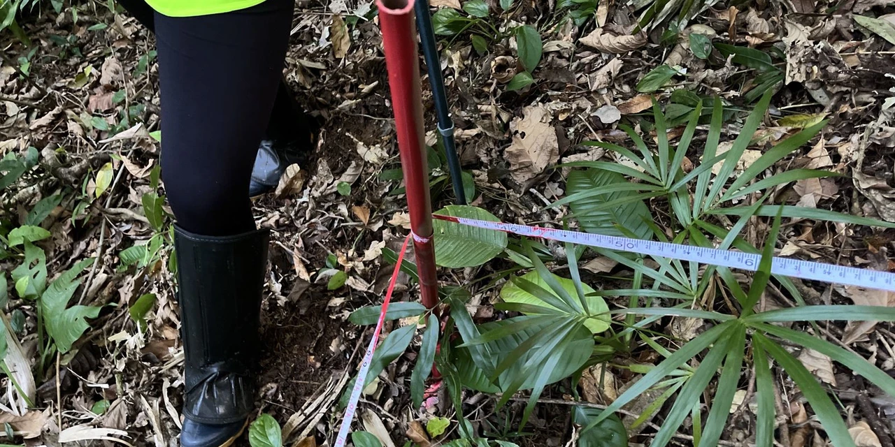Obra da Ponte de Guaratuba inclui monitoramento da flora para preservação ambiental