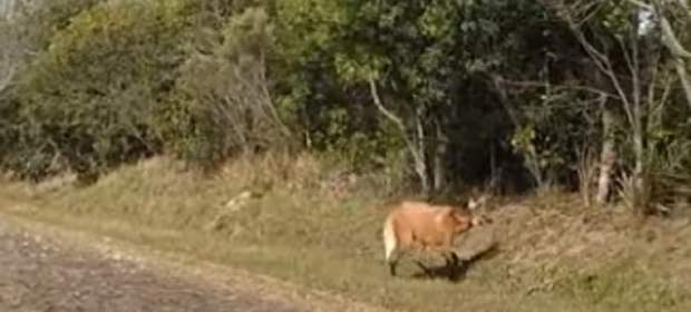 Visitante ilustre: Lobo-guará é flagrado próximo à portaria do Parque Estadual de Vila Velha