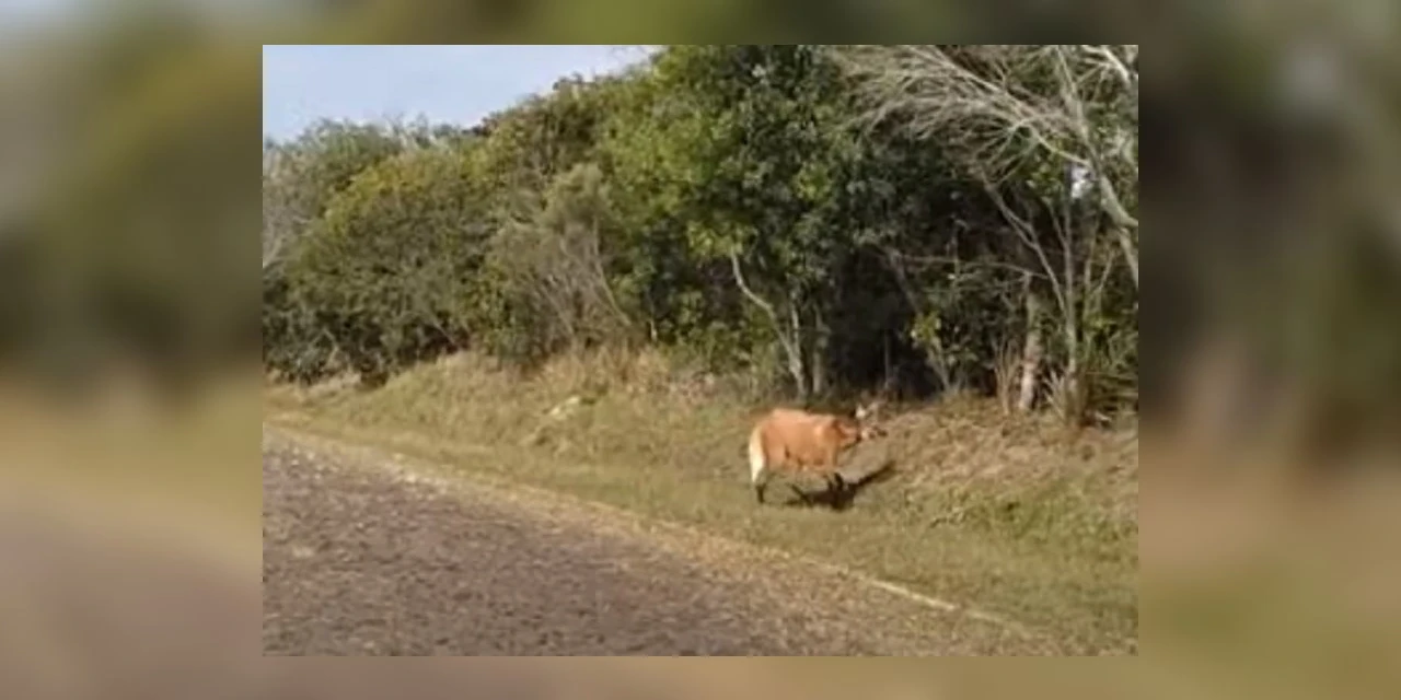 Visitante ilustre: Lobo-guará é flagrado próximo à portaria do Parque Estadual de Vila Velha