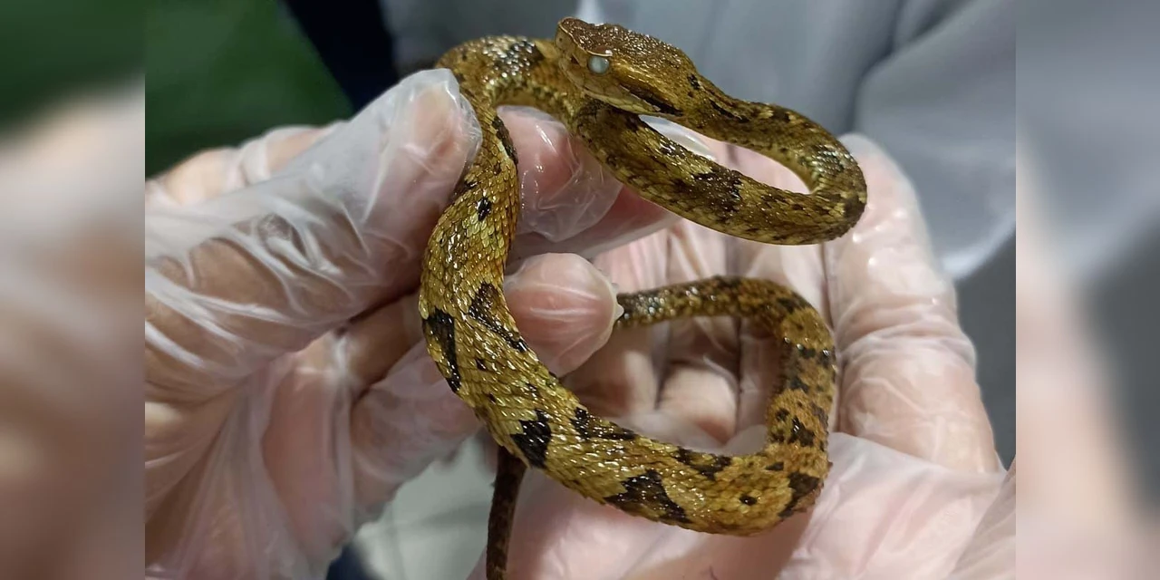 Saúde monitora serpentes no Estado e garante soro que neutraliza ação do veneno