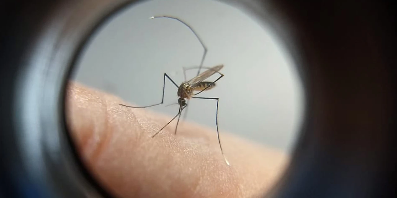 Estratégia de combate ao Aedes com larvicida vira política nacional