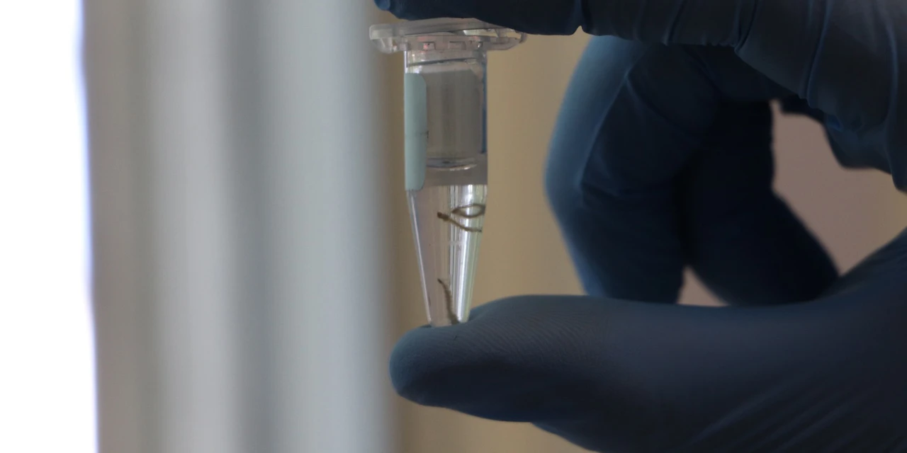 Biofábrica Wolbachia: Londrina e Foz do Iguaçu terão nova tecnologia de combate à dengue
