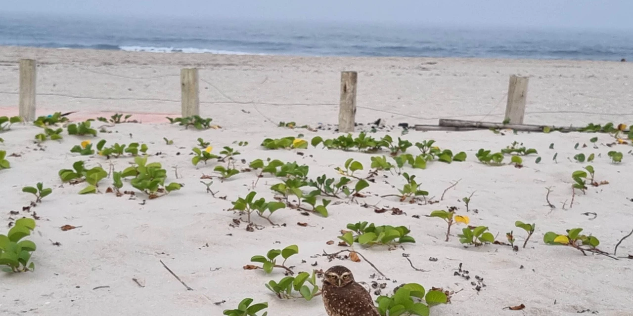 Vídeo: Novas tocas de corujas em Matinhos confirmam recomposição da fauna local