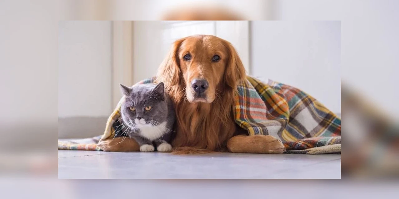 Veterinária de PG dá dicas de cuidados com pets nos dias frios