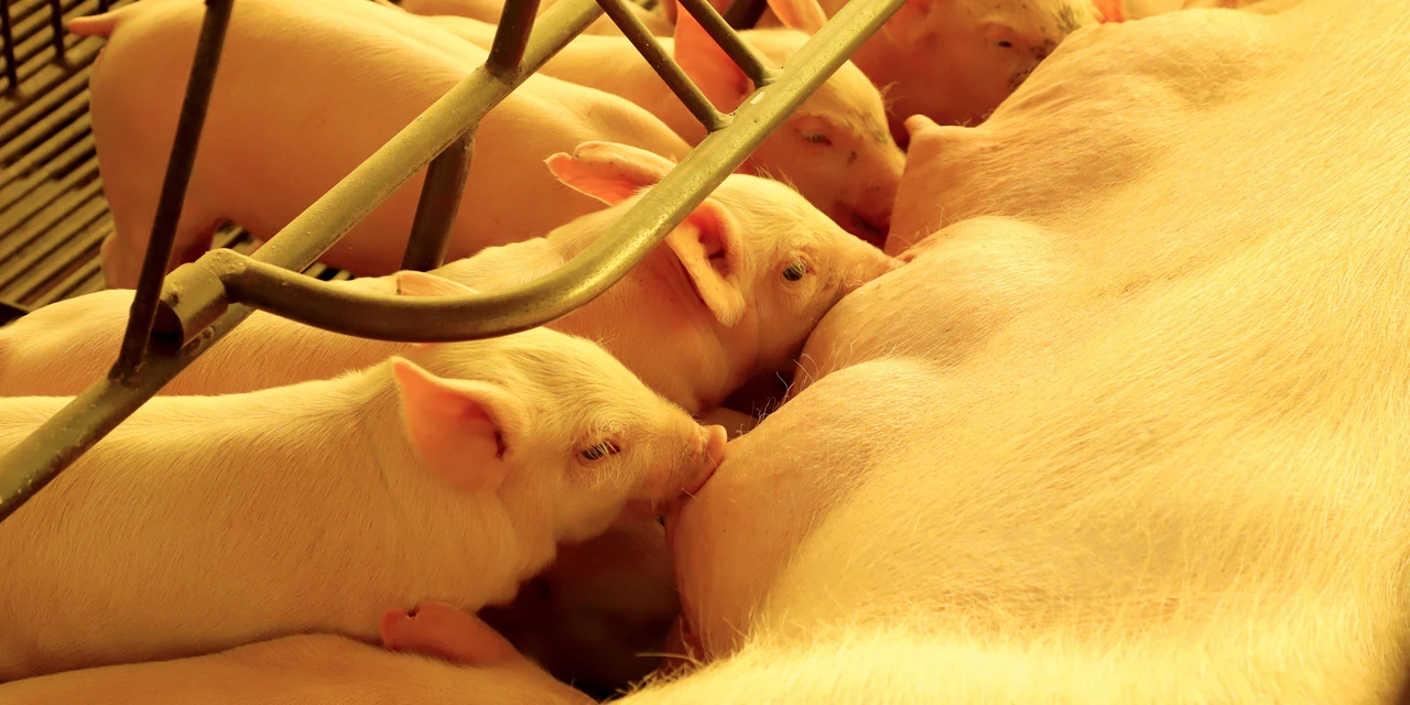 Boletim Agropecuário traz importação de pelos suínos e aumento dos produtos da pizza