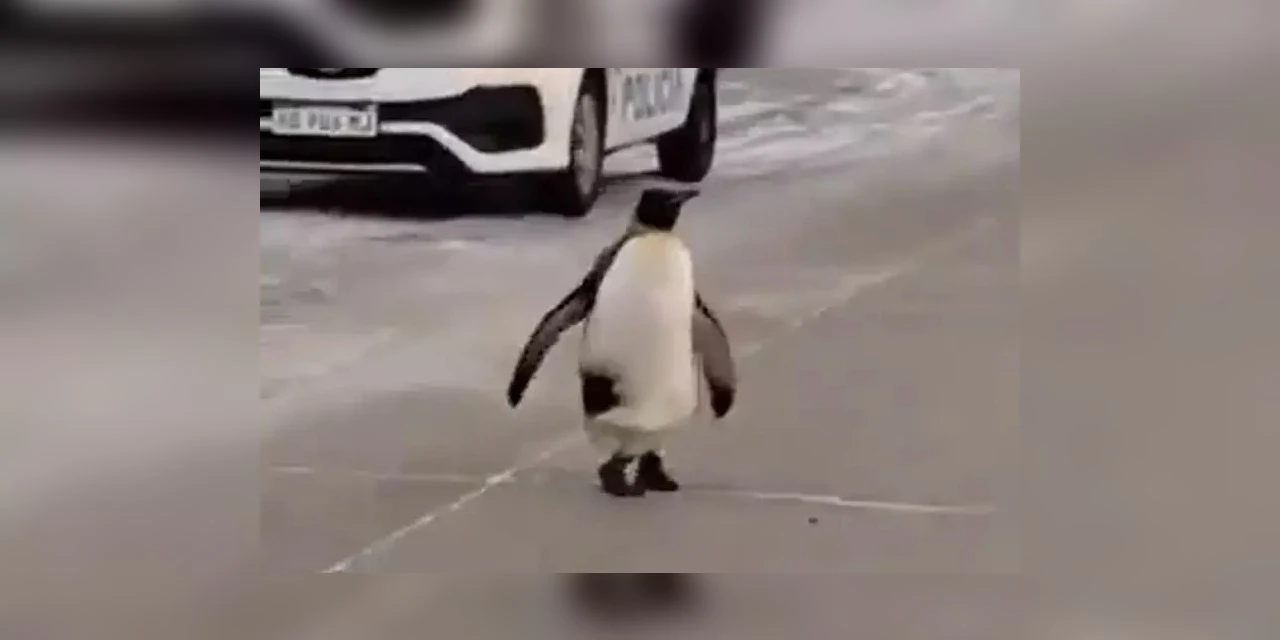 Vídeo: Em meio a frio extremo, pinguim caminha em cidade argentina
