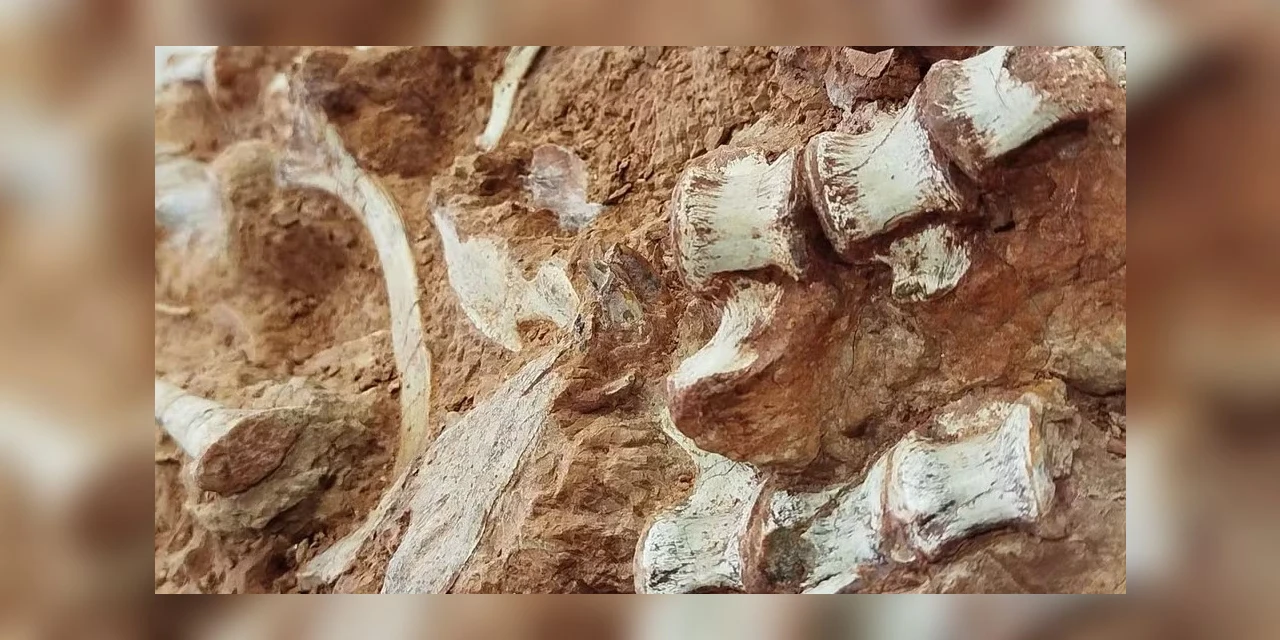 Fóssil de dinossauro é encontrado após enchente no RS