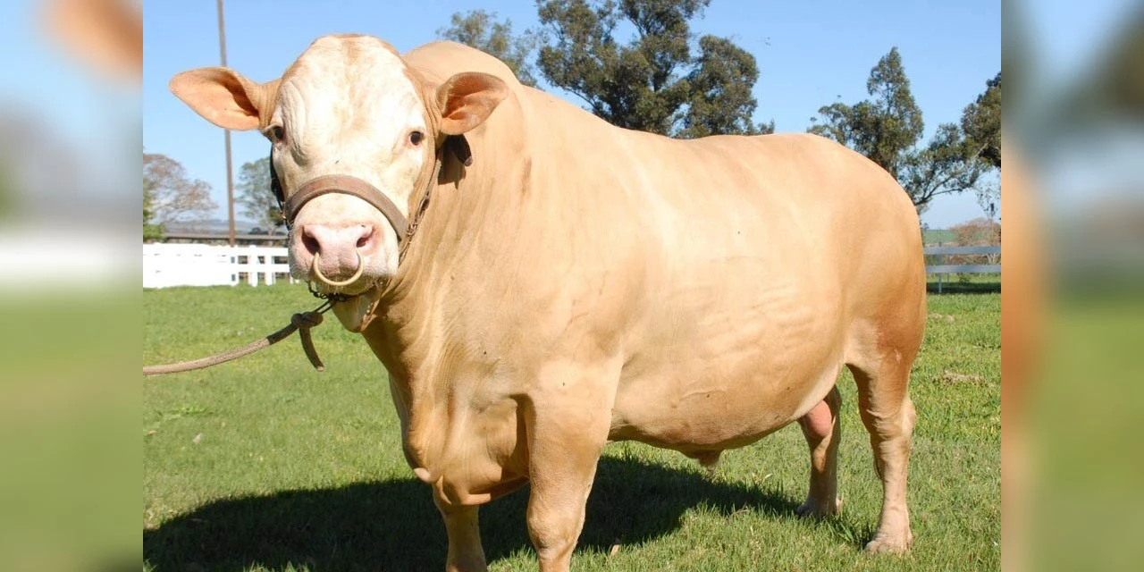 Raça de gado paranaense Purunã terá projeto de aprimoramento