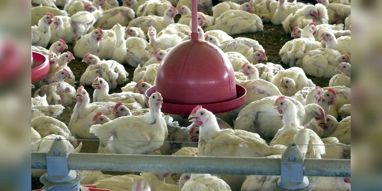 Brasil suspende exportações de carne de aves e seus produtos
